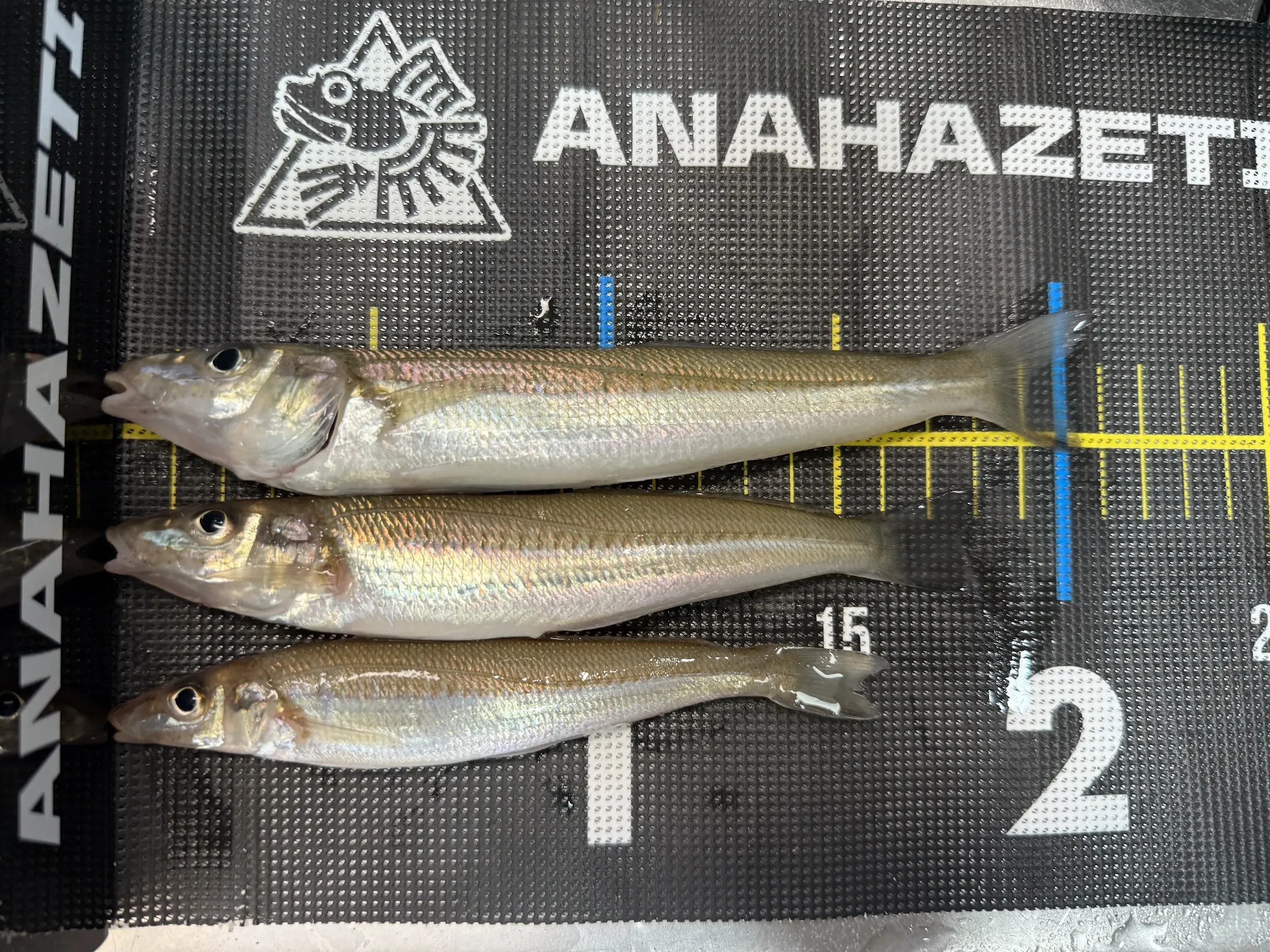 幅20cmのメッシュ面に小型魚を載せたメーカー使用例。幅と目盛りの位置関係を確認できます。