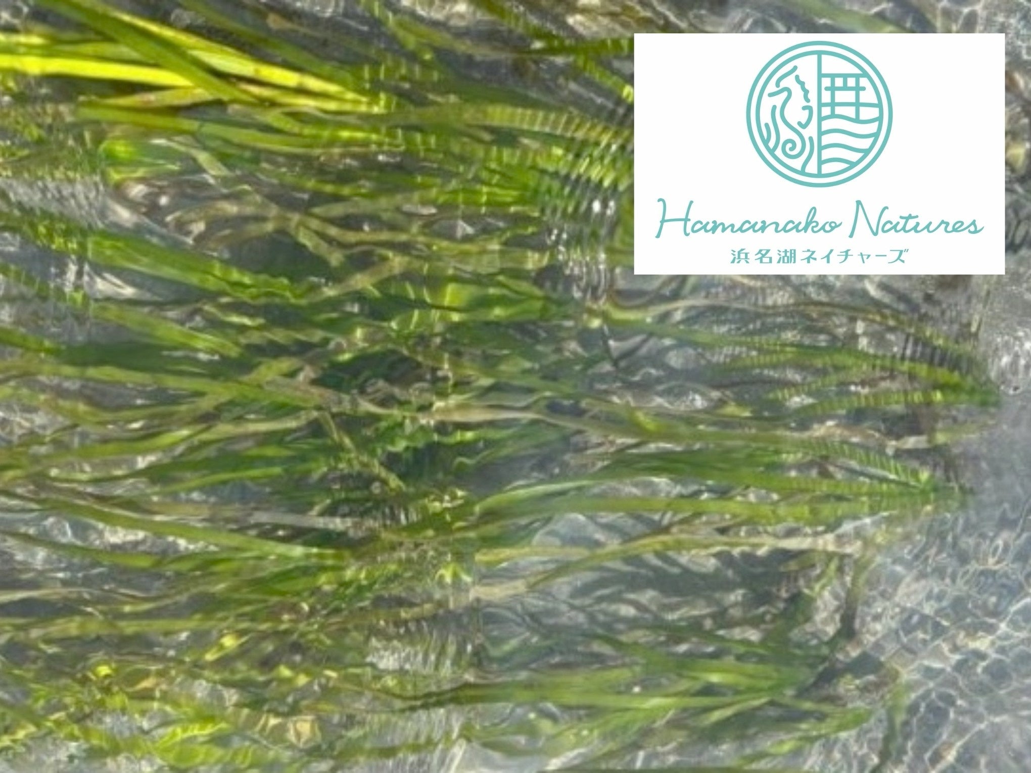 浜名湖ネイチャーズとアマモ場の紹介に使われた配布画像。海草の様子を示す資料で、当サイトの現地撮影や面積・CO2吸収量の測定結果ではありません。